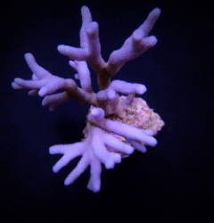 Montipora spp. (Branched) (Blue-Purple)