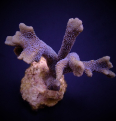 Montipora spp. (Branched) (Blue polyp) (frag)