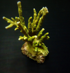 Montipora spp. (Branched) (Green)