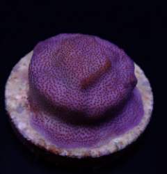 Montipora spp. (Encrusting) (Purple-Blue) (frag)