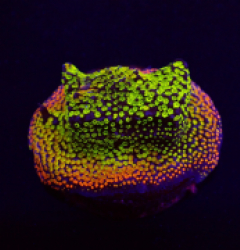 Montipora spp. (Fruity) (frag)