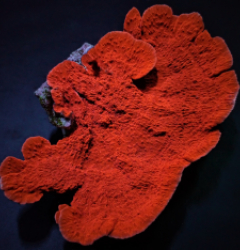 Montipora spp. (Laminar) (Orange-Red)