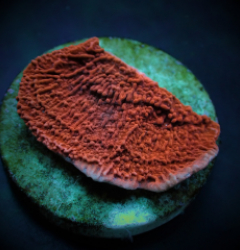 Montipora spp. (Laminar) (Orange-Red) (frag)