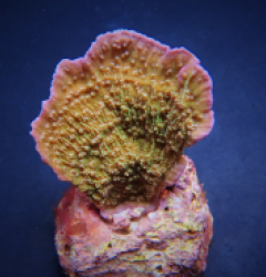 Montipora spp. (Laminar) (Pink Edge)