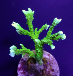 Montipora stellata (Frag)