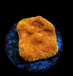 Mycedium elephantotus (24k) (DJM frag) pb 143