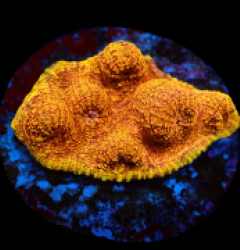 Mycedium elephantotus (24k) (DJM frag) pb 190