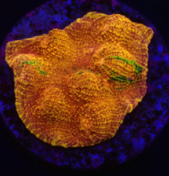 Mycedium elephantotus (24k) (Green Graft) (DJM frag) o 388