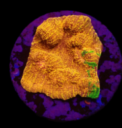 Mycedium elephantotus (24k) (Green Graft) (DJM frag) o 522