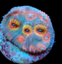 Mycedium sp. (Special Colored) (DJM frag) pb 064