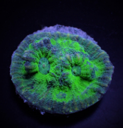 Mycedium spp. (Green) (frag)