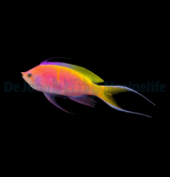 Nemanthias bartlettorum