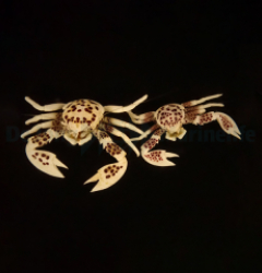 Neopetrolisthes ohshimai (Pair)