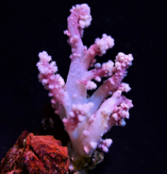 Nepthea spp. (Pink)