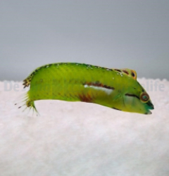 Novaculichthys macrolepidotus