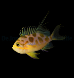 Odontanthias borbonius
