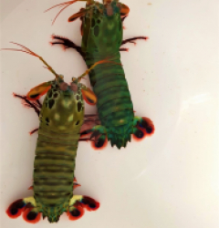 Odontodactylus scyllarus (pair)