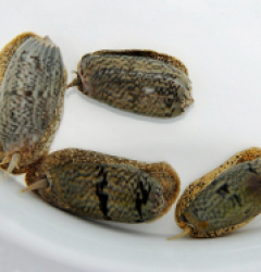 Oliva spp.