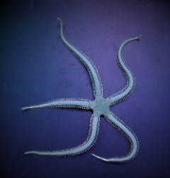 Ophiarachna incrassata