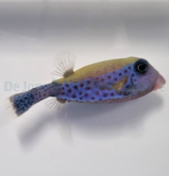 Ostracion cyanurus (male)