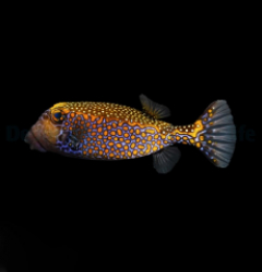 Ostracion meleagris (male)