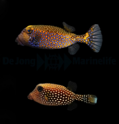 Ostracion meleagris (pair)