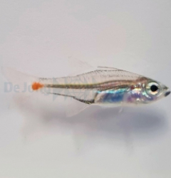 Ostorhinchus parvulus