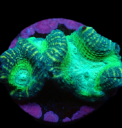 Oulophyllia crispa (Green Premium) (DJM frag) pb 099