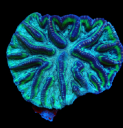 Oulophyllia crispa  pb 260