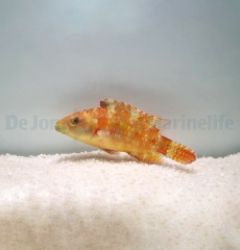 Oxycheilinus bimaculatus