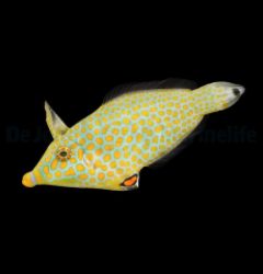 Oxymonacanthus halli (Red Sea)