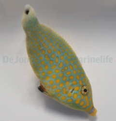 Oxymonacanthus halli (Red Sea)