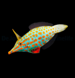 Oxymonacanthus longirostris