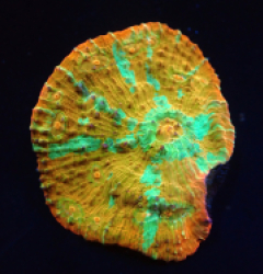 Oxypora sp. (Gold) (M) (Rare) pb 320