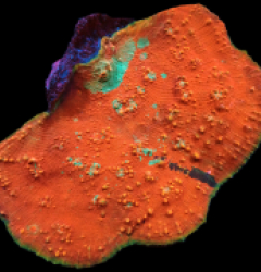 Oxypora sp. (Ultra) (L-XL) pb 130