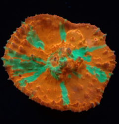 Oxypora sp. (Ultra) (M) pb 056