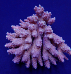 Acropora spp. (Coral Sea) (Common)