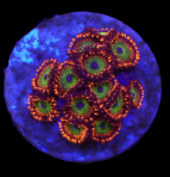 Zoanthus spp. (Candy Apple Red) (frag)