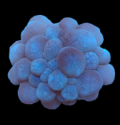 Plerogyra sinuosa (frag)
