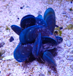 Perna viridis (Cluster)