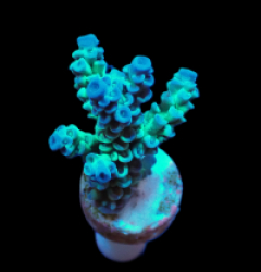 Acropora tenuis (Grade A) (frag)
