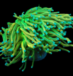 Euphyllia glabrescens (Rapunzel Holy Grail) (1 hd.)