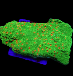 Montipora spp. (Chilli Pepper) (frag)