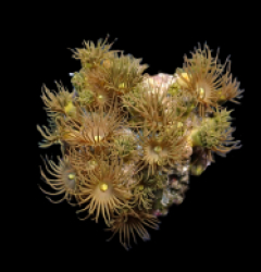 Parazoanthus gracilis (Yellow) (frag)