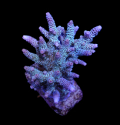 Acropora millepora (Blue)