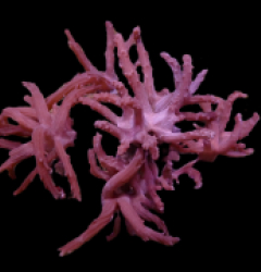 Paralemnalia spp.