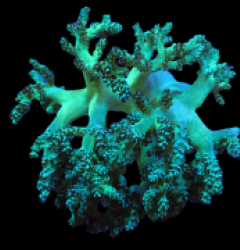 Capnella spp. (Jakarta)
