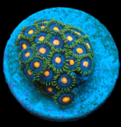 Zoanthus spp. (Blow Pop) (frag)