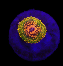 Zoanthus spp. (Grand Master Krakatoa) (1 Polyp)