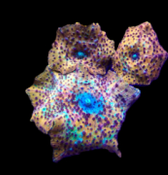 Discosoma spp. (Special Selected) (Ultra)